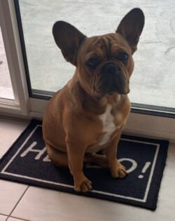 J'espère que vous allez bien . Une petite pensée pour vous ! Petrus a un an aujourd hui ! C ' est le chien parfait ! Au plaisir, bonne soirée J'espère que vous allez bien . Une petite pensée pour vous ! Petrus a un an aujourd hui ! C ' est le chien parfait ! Au plaisir, bonne soirée