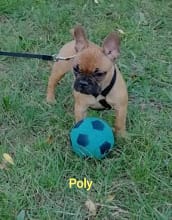 poly bouledogue français fauve rouge