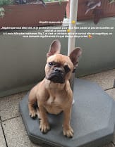 Juin 2022 : un petit coucou de Pénéloppe, j'éspere que vous allez bien et je profitte de l'occasion pour vous faire passer des nouvelles car cela fait un moment. A 8 mois, Mlle pese maintenant 8kg7 et c'est un véritable amour mais surtout elle est magnifique, on nous demande régulierement de quel élevage elle provient