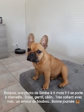 Juillet 2022 : Bonjour une photo de Symba à 6 mois, il se porte à merveille.... doux, gentil, calin ..... trés collant avec moi, un amour de boubou!!! Bonne journée