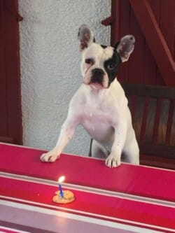 ginette appartenant à M et Mme Plon ginette appartenant à M et Mme Plon