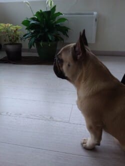 Mitchélédy, bouldogue de 1an maintenant