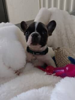 Bonjour voici quelques photos de Nino qui va très bien et qui nous remplit de bonheur
Il pèse maintenant 3kg 700 pour 3 mois et demi