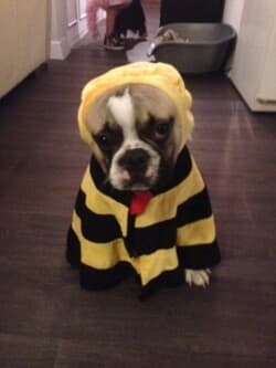 Marley bouledogue fauve et blanc appartenant à Mme aurélia zawolnitzky