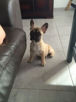 Anakin appartenant à M fossat