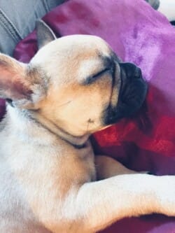 Nemo appartenant à MME Judas