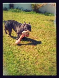 bouledogue français bringé appartenant à Mme Haon