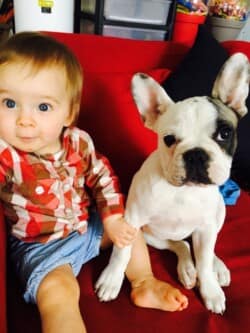 Max bouledogue français caille fauve appartenant à Mme Agazzi