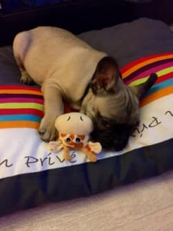 Loki chiot bouledogue sur la portée de Vicky