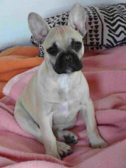 Lucie chiot bouledogue français appartenant à Met Mme Ducousso Lucie chiot bouledogue français appartenant à Met Mme Ducousso