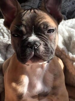 Nils appartenant à mme reig