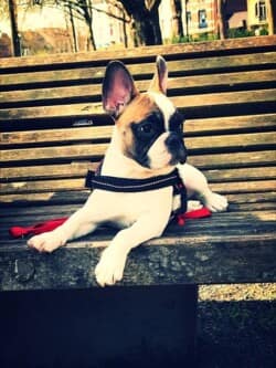 Marley bouledogue français caille fauve appartenant Mme Vassiliou