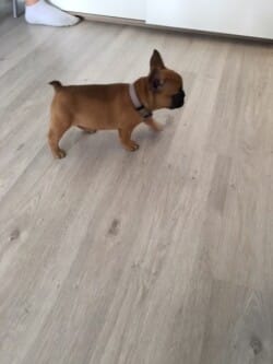 spike bouledogue français fauve rouge appartenant à Amine timadjer