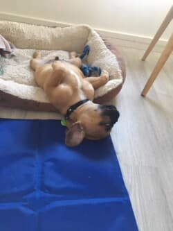 Spike appartenant à M Amine timadjer