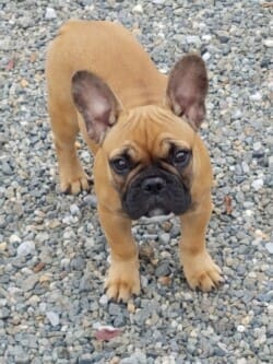 Bob 3 mois bouledogue appartenant à M et MM Vito