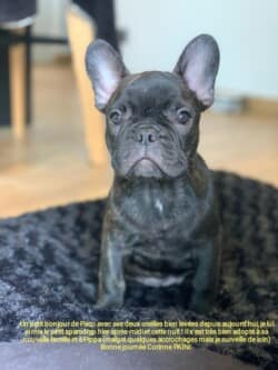 Paco appartenant à mme Paini