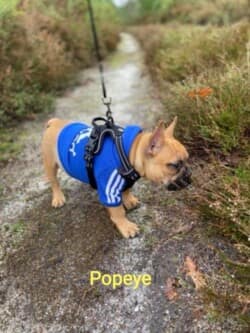 Popeye chiot bouledogue français