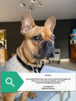 Je me permet de revenir vers vous concernant les papiers de Polux que nous vous avons acheté en Juin 2019 et qui se porte merveilleusement bien.
Cordialement,
Mme Samson polux bouledogue fauve rouge