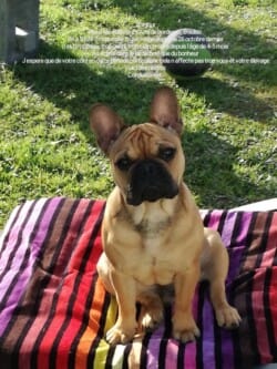 Bonjour Nous M et Mme EVAIN de Bordeaux Bouliac, on a Sam 7 mois mâle fauve rouge depuis le 26 Octobre dernier. Il est trop beau, trop gentil, trop calin. Propre depuis l'âge de 4 - 5 mois. Il 'éclate dans le jardin, bref que du bonheur. J'éspere que de votre coté, en cette période particulière, cela n'affecte pas trop vous et votre élevage. Voici des photos; cordialement