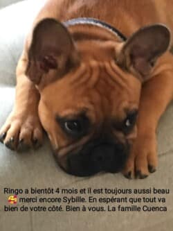 Ringo à bientôt 4 mois et il est toujour aussi beau, merci encore Sybille. En esperant que tout va bien de votre coté. Bien vous. La famille Cuenca Ringo à bientôt 4 mois et il est toujour aussi beau, merci encore Sybille. En esperant que tout va bien de votre coté. Bien vous. La famille Cuenca