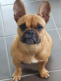 Voila ma petite Sally à déjà 1 an, je l'adore, en plus elle est magnifique.... Espere que vous allez bien, et votre élevage aussi... A bientôt, M FOURNIER Voila ma petite Sally à déjà 1 an, je l'adore, en plus elle est magnifique.... Espere que vous allez bien, et votre élevage aussi... A bientôt, M FOURNIER