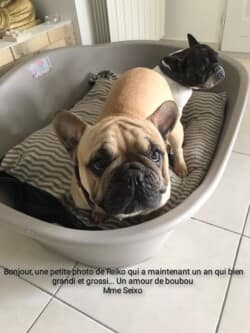 Bonjour une petite photo de Reiko qui à maintenant 1 an, il a bien grandit et grossi..... un amour de boubou . Mme Seixo