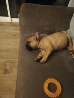 Bonsoir Notre petit Tao, rebaptisé Roméo se porte à merveille et à déjà bien prit ses marques. Bonsoir Notre petit Tao, rebaptisé Roméo se porte à merveille et à déjà bien prit ses marques.
