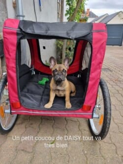 Un petit coucou de Daisy tout va trés bien Un petit coucou de Daisy tout va trés bien