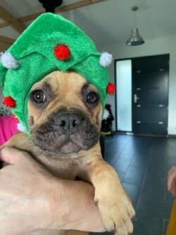 Décembre 2023: Bonjour Sybille Uggy et Uggo, nous te souhaitons de très bonne fête de fin d'année. Merci à toi de rendre ce Noel moins difficile pour nous avec la joie d'avoir nos deux bébés bouledogues déjà si important pour nous même si l'absence de Guapo reste douloureuse en ce premier Noel sans lui ! Grosse bise
