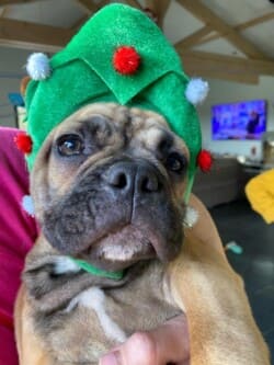 Décembre 2023: Bonjour Sybille Uggy et Uggo, nous te souhaitons de très bonne fête de fin d'année. Merci à toi de rendre ce Noel moins difficile pour nous avec la joie d'avoir nos deux bébés bouledogues déjà si important pour nous même si l'absence de Guapo reste douloureuse en ce premier Noel sans lui ! Grosse bise Décembre 2023: Bonjour Sybille Uggy et Uggo, nous te souhaitons de très bonne fête de fin d'année. Merci à toi de rendre ce Noel moins difficile pour nous avec la joie d'avoir nos deux bébés bouledogues déjà si important pour nous même si l'absence de Guapo reste douloureuse en ce premier Noel sans lui ! Grosse bise