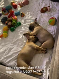 Decembre 2023: Uggo premier plan et Uggy. Uggy 7kg600 et Uggo 6kg600 Decembre 2023: Uggo premier plan et Uggy. Uggy 7kg600 et Uggo 6kg600