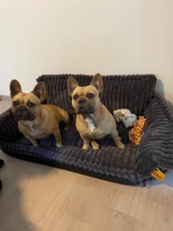 Uggy et Uggo Janvier 2025 Uggy et Uggo Janvier 2025