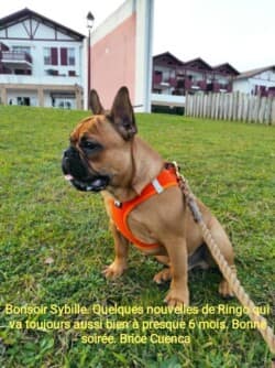 Bonjour Sybille, quelques nouvelles de Ringo qui va toujours aussi bien a presque 6 mois. Bonne soirée. Brice Cuenca Bonjour Sybille, quelques nouvelles de Ringo qui va toujours aussi bien a presque 6 mois. Bonne soirée. Brice Cuenca