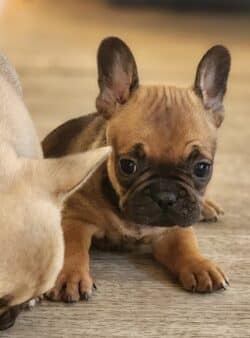 Femelle bouledogue français Fauve rouge1480 euros Femelle bouledogue français Fauve rouge1480 euros