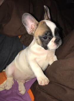Bonjour voici des petites nouvelles de Marley 🙂
Il va très bien , il est très très collant 🙂 toujours sur nous ou à côté de nous on ne risque pas d’oublier qu’il est là 🙂
Rdv au vétérinaire dans une semaine pour ses vaccins 🙂