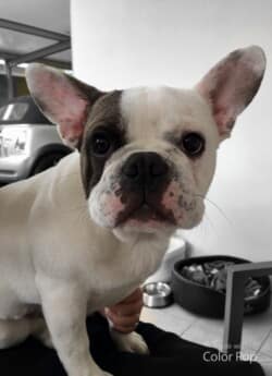 Mojito photo bouledogue caille fauve