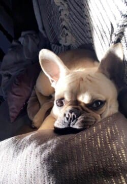 Moca appartenant à Mme Claverie