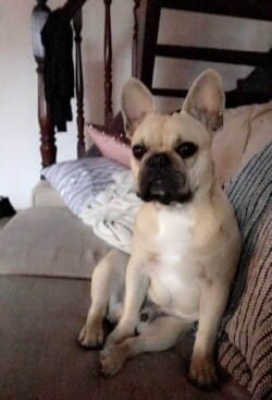 Photo Moca 1 an appartenant à Mme Claverie Photo Moca 1 an appartenant à Mme Claverie