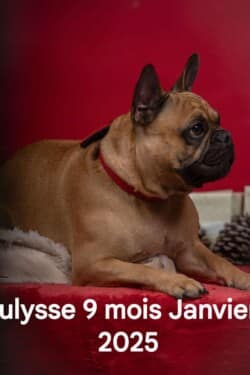 Février 2025 : Ulysse 9 mois Février 2025 : Ulysse 9 mois