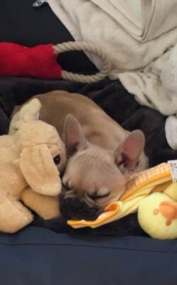 Moka chiot bouledogue appartenant à Mme Claverie PHOTO Moka chiot bouledogue appartenant à Mme Claverie