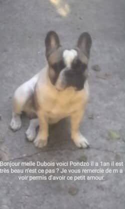 Bonjour madame Dubois, voici Pondzo, il a 1 an, il est tres beau n'est ce pas ? Je vous remercie de m'avoir permis d'avoir ce petit amour Bonjour madame Dubois, voici Pondzo, il a 1 an, il est tres beau n'est ce pas ? Je vous remercie de m'avoir permis d'avoir ce petit amour