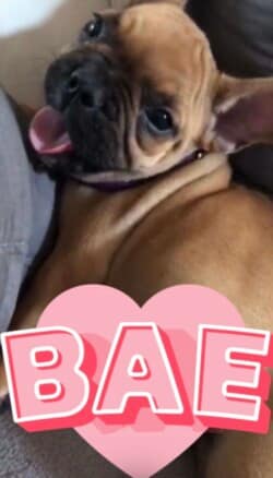 Oscar bouledogue fauve rouge lof appartenant à Mme Brochart