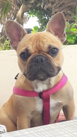 Noucka appartenant à Mme Parage