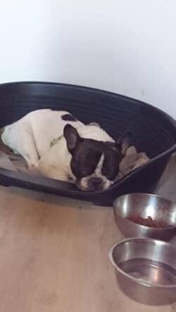 Jules bouledogue français noir et blanc (caille) appartenant à Mme Derible Jules bouledogue français noir et blanc