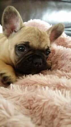 Miss Maddie chiot bouledogue français fauve appartenant à M et Mme Jenvier Miss Maddie chiot bouledogue français fauve appartenant à M et Mme Jenvier