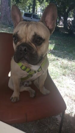 Bounty 1 an et 3 mois appartenant à Gaëtan et Audrey Etchecopar