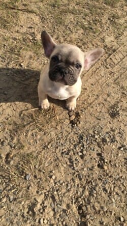 Magnum chiot bouledogue né le 2 nov 2016 appartenant à mme Estelle Trognon