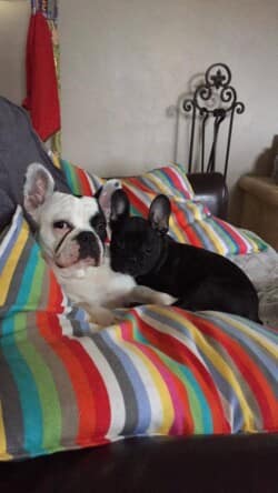 ginette and co appartenant à m et mme Plonmme et M plon