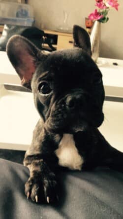 Mila appartenant à Mme Lafargue