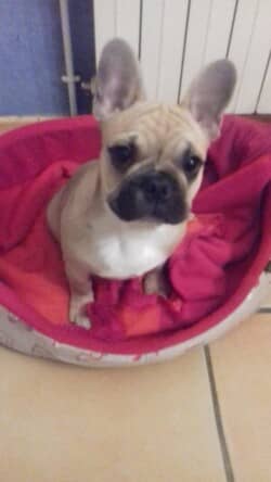 Nous l’avons appelé VASCO. Il est adorable et très affectueux et il s’est très bien adapté .Voici quelques photos
Cordialement
B PEYROUZET